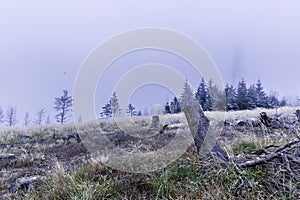 Trunk of a felled tree and surroundings during the first snow falling on the yellow grass in the background a snowy forest in the