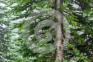trunk of fir tree in fog mist close up
