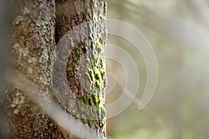 The trunk of a fir tree overgrown with green moss in the forest on sunny day