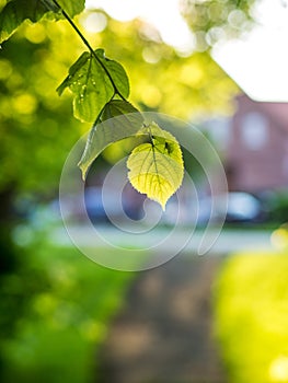A trunk with foliage of a linden tree in back light