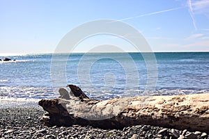 Trunk on the foreshore of a pebbled beach on a sunny day