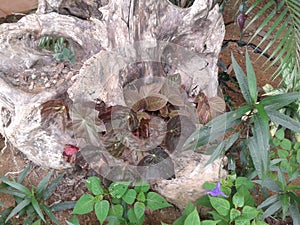 Trunk in garden