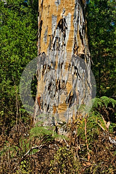 Trunk of a giant karri tree (Eucalyptus diversicolor), Western Australia