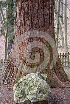 Trunk of Giant Sequoia Tree. Sequoiadendron giganteum or Sierran redwood in the forest photo