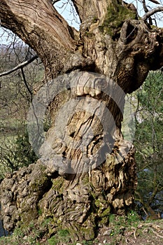 Trunk of an gnarled ancient English Oak tree.