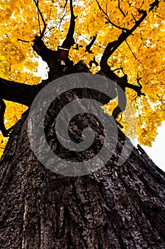 The trunk and the golden autumn foliage of the old maple tree.