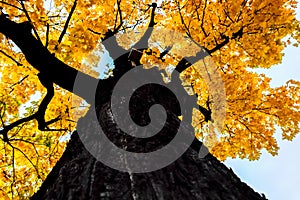 The trunk and the golden autumn foliage of the old maple tree.