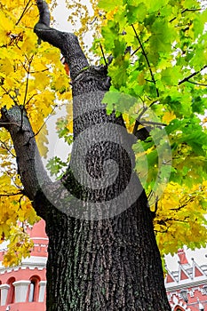 The trunk and the golden autumn foliage of the old maple tree.