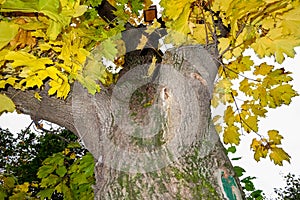 The trunk and the golden autumn foliage of the old maple tree.
