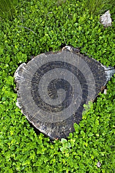 Trunk in the grass photo