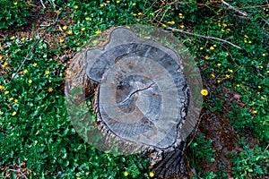 Old tree stump photo