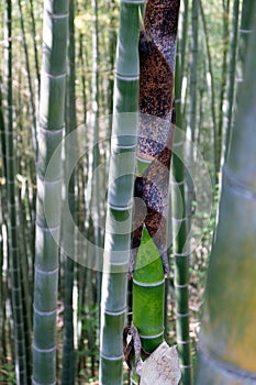The trunk of a green bamboo tree close-up.