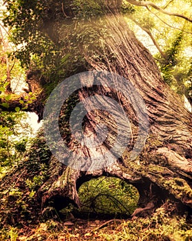 Trunk and hollow base of ancient beech tree, trunk twisted and bark wrinkled with age the forest floor behind visible through the