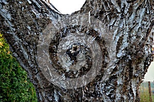 A trunk of a hollow walnut on which there is an anus-shaped cavity. the cells enveloped the edges of the callus