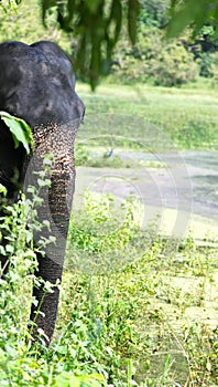 The trunk of the Indian elephant