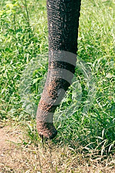 The trunk of the Indian elephant