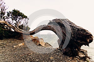 A trunk of a juniper tree deformed by gusts of wind with a split from an ax and people scratched by bark on a cliff of a rock in a