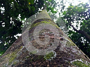Trunk of kecapi tree