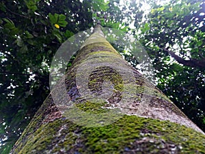 Trunk of kecapi tree