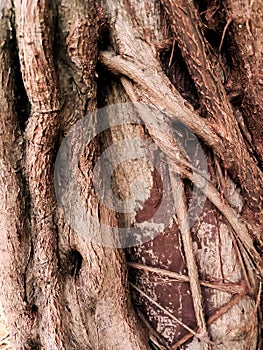 The trunk of the Ketapang Tree has a unique shape. photo