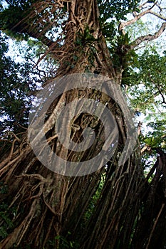 A trunk of a large Banyan Tree in Tonga