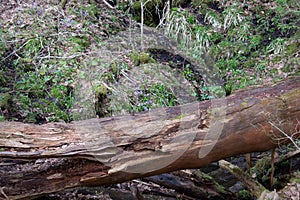 The trunk of a large fallen tree lies on the ground in the forest