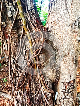 The trunk of a large tree is filled with creeping plant roots