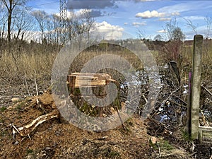The trunk of a large tree that was cut down