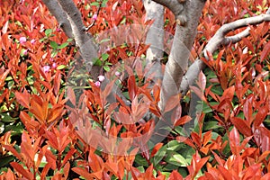 Trunk and leaves