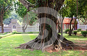 Trunk with lianas photo