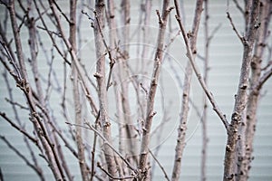 The trunk and limb in the winter