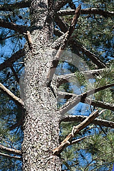 Trunk and Limbs of Old Pine Tree