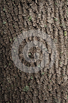 Texture of a bark of a tree, background