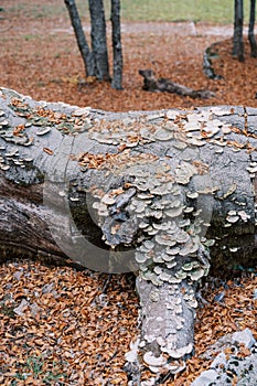 Trunk of a lying tree covered with cerrena unicolor mushrooms in the autumn forest photo