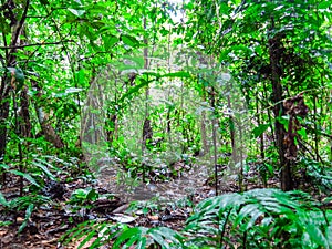 Amazon forest in the Madidi National Park, Bolivia photo