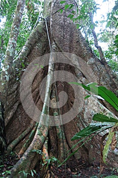 Amazon forest in the Madidi National Park, Bolivia photo