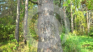 Trunk of a majestic pine tree close up