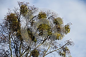 Trunk of mistletoe high in branches of the tree