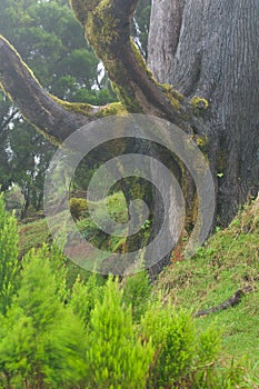 Trunk of Monterey cypress.
