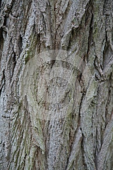 The trunk of an old acacia tree partially covered with moss