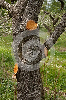 Trunk of an old apple tree