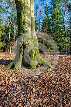 Trunk of an old beech tree in a forest