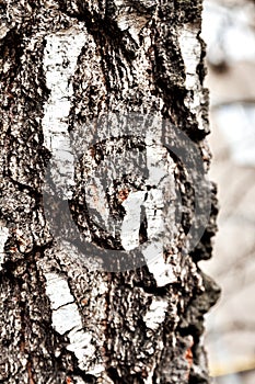 Trunk of old birch tree, bark close up