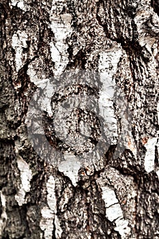 Trunk of old birch tree, bark close up