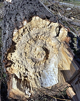 Trunk of an old broken tree, the view from the fracture