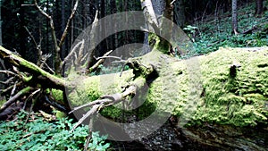 trunk of an old decayed fallen tree covered with thick green moss in a wild forest in mountains