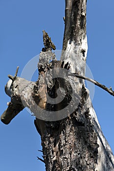 The trunk of an old dried apple tree standing alone under the scorching summer sun against a clean blue sky