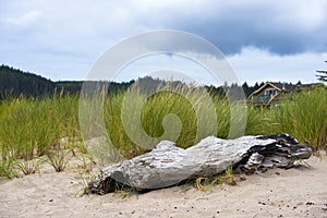 Trunk of old dried up tree on sand in grass