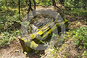 The trunk of an old fallen tree overgrown with moss in a mountain forest