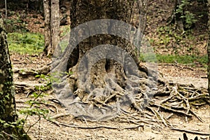 The trunk of an old large oak tree with bark and roots on the ground. Natural wild park